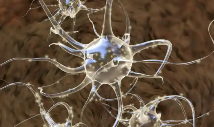 Conoce tu cerebro: una introducción a las neuronas espejo
