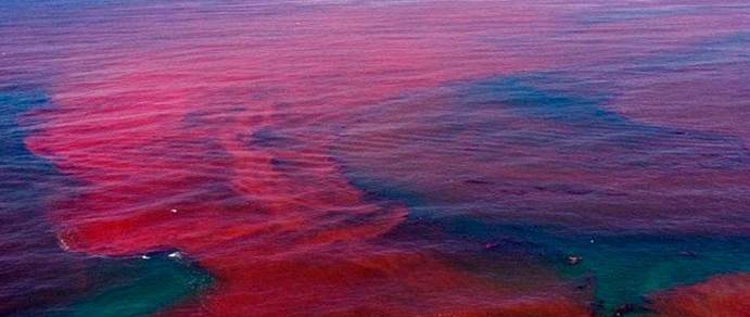 Navegando con Mareas Rojas: Navegando el Fenómeno